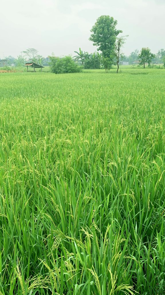 rice field that I take in central java (bantul)