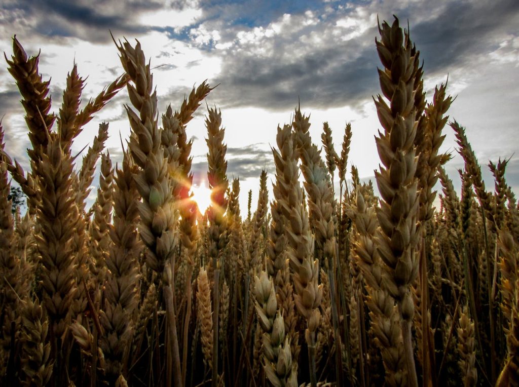 A vibrant wheat field with sunrays piercing through the ears as the sun rises over a cloudy sky.