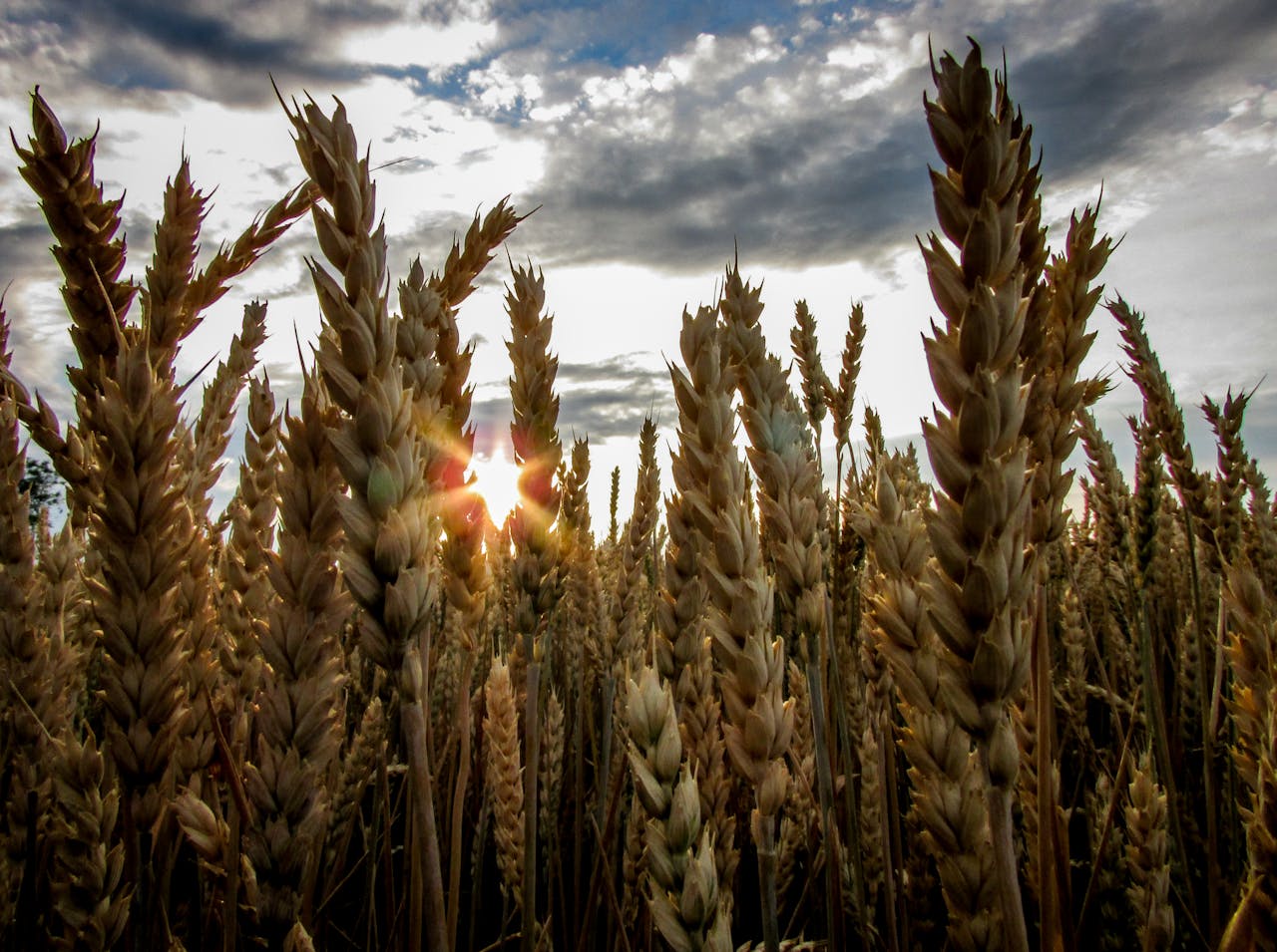 A vibrant wheat field with sunrays piercing through the ears as the sun rises over a cloudy sky.